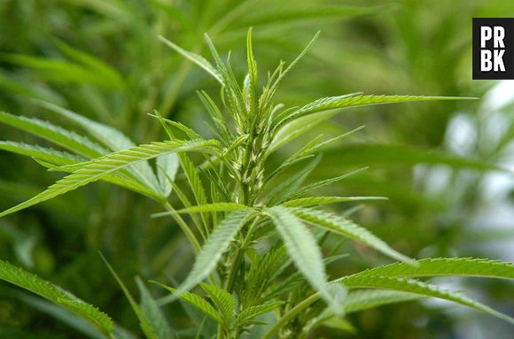 La vente et la consommation de cannabis légalisée dans le Colorado aux Etats-Unis