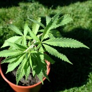Le cannabis légalisé dans le Colorado : yes weed can !