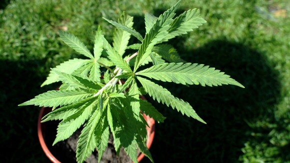 Le cannabis légalisé dans le Colorado : yes weed can !