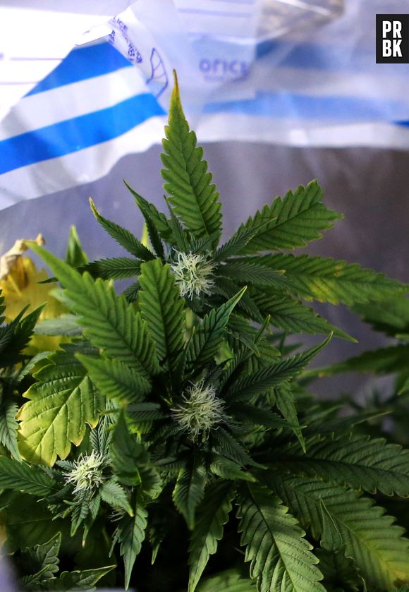 La vente et la consommation de cannabis légalisée dans le Colorado aux Etats-Unis