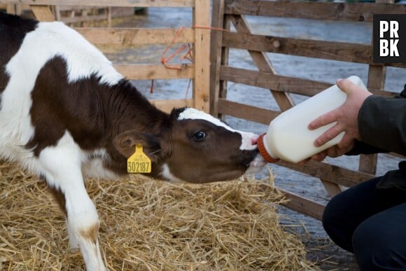Un veau à deux têtes est né au Maroc