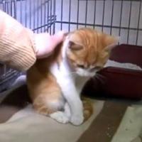 [VIDEO] Oscar, le chat torturé à Marseille, va bien et s&#039;en sort presque indemne