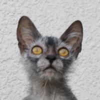 [WTF] Incroyable mais vrai : le Lykoi, un petit chat à l'aspect de loup-garou