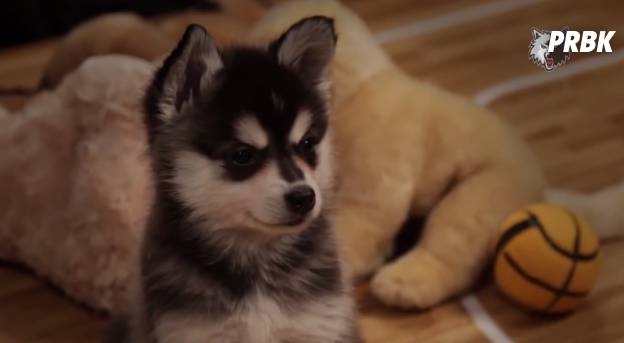 cute puppy 5