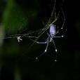 Les Anges 6 : Amélie Neten face à une énorme araignée