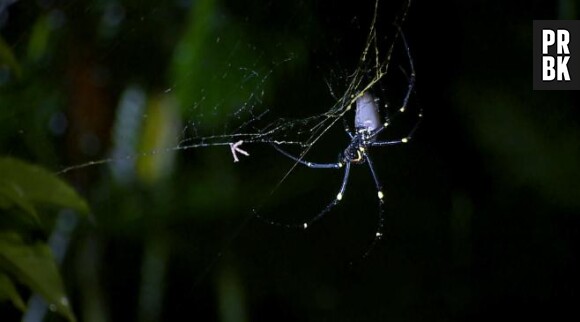 Les Anges 6 : Amélie Neten face à une énorme araignée