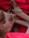 Les Anges 6 : Sydney le bébé kangourou et mascotte de l'émission