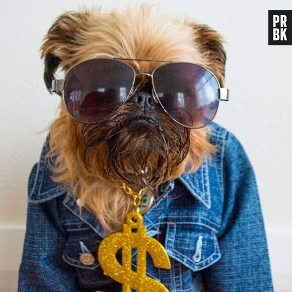 Digby & Aloysius Van Winkle : les chiens les plus cools d'Instagram