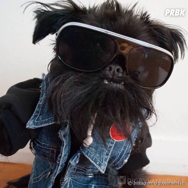 Digby & Aloysius Van Winkle : les chiens les plus cools d'Instagram