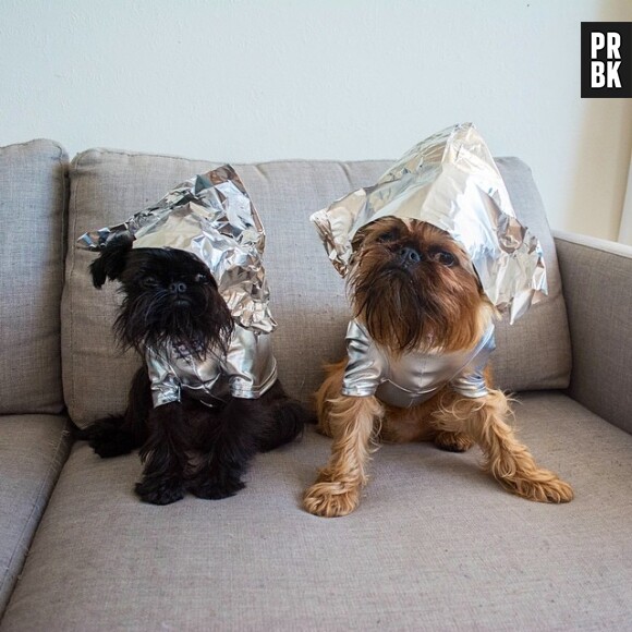Digby & Aloysius Van Winkle : les chiens les plus cool d'Instagram