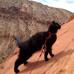 Millie : le chat pro de l'escalade et de la randonnée qui fascine Instagram