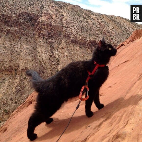 Millie : la chatte star d'Instagram qui pratique l'escalade et la randonnée
