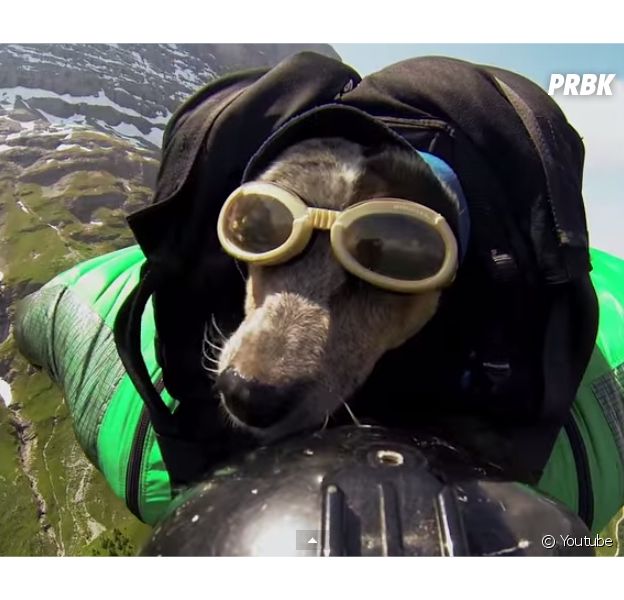 Whisper, le premier chien fan de base jump sur le dos de son maître Dean Potter
