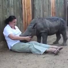 Ce bébé rhinocéros pleure la mort de sa mère dans les bras de ses sauveurs