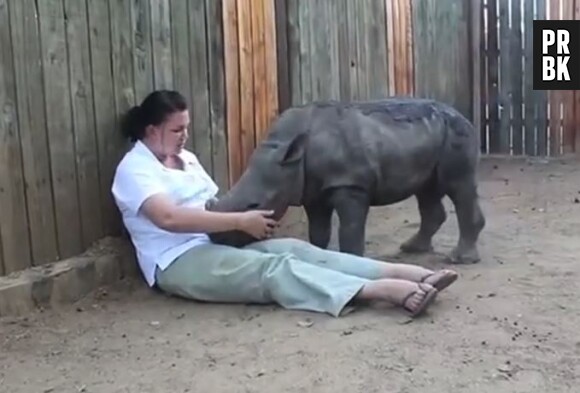 Un rhinocéros pleure sa maman tuée par des braconniers et cherche du réconfort auprès de l'homme