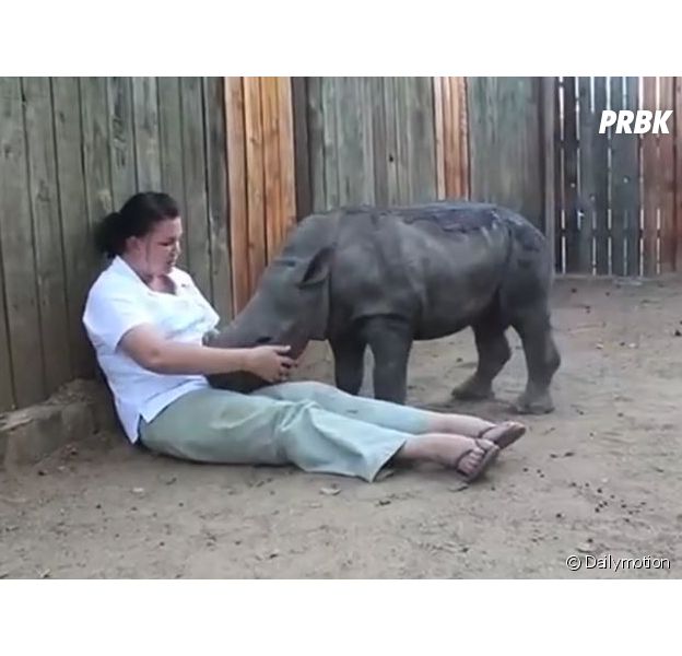Un rhinoc&eacute;ros pleure sa maman tu&eacute;e par des braconniers et cherche du r&eacute;confort aupr&egrave;s de l'homme