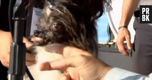 Peanut a été élu "chien le plus moche du monde", le vendredi 20 juin