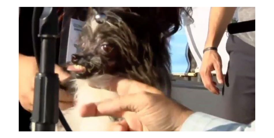  Peanut a &amp;eacute;t&amp;eacute; &amp;eacute;lu &quot;chien le plus moche du monde&quot;, le vendredi 20 juin 