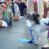 Peanut a été élu "chien le plus moche du monde", le vendredi 20 juin aux Etats-Unis