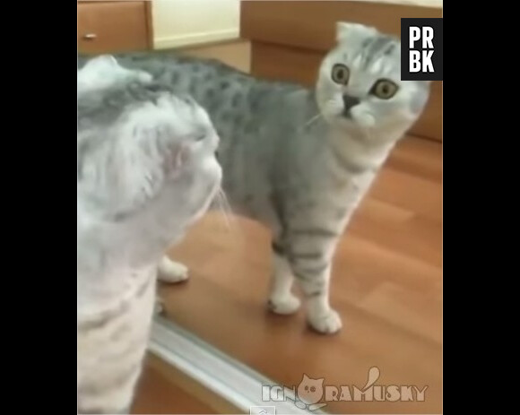 L'étonnante réaction d'un chat lorsqu'il se voit dans un miroir...
