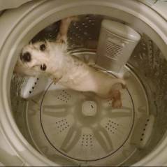 Il met son chien dans une machine à laver et publie des photos sur Facebook