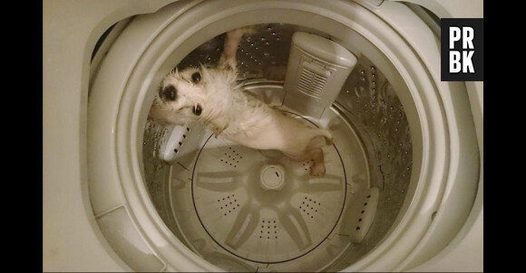 A Honk Kong, un internaute poste sur Facebook les photos de son chien dans une machine à laver
