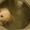 A Honk Kong, un internaute poste sur Facebook les photos de son chien dans une machine à laver
