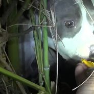 Quand le sauvetage d&#039;un chien abandonné peut en cacher trois autres