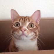 Photos Arretez Tout Voici Daisy Le Chat Le Plus Mignon D Internet Purebreak Photos Arretez Tout Voici Daisy Le Chat Le Plus Mignon D Internet Purebreak