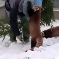 On a trouvé le meilleur métier du monde : soigneur de panda roux !