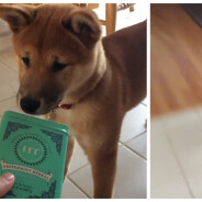 Trop mignon : un chien Shiba Inu devient complètement fou... à cause d&#039;une boite !
