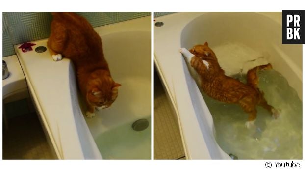 Un chat chute dans une baignoire pleine d&#039;eau et éprouve de grandes difficultés à en sortir.