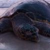 The Island : une tortue a été sauvée par des candidats de la version américaine de l'émission
