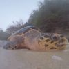 The Island US : un candidat de l'émission a fait du bouche-à-bouche à une tortue pour la sauver