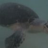 The Island US : une tortue doit sa vie à des candidats de l'émission