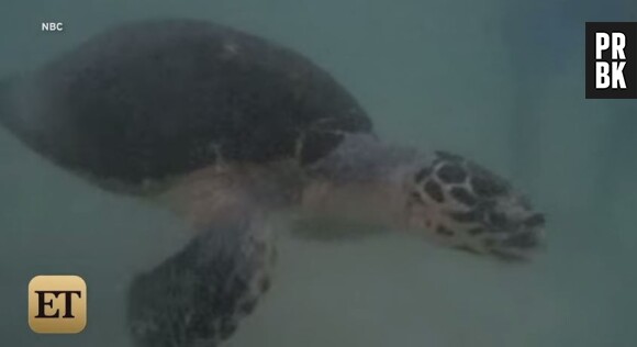 The Island US : une tortue doit sa vie à des candidats de l'émission
