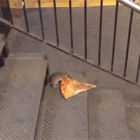 Quand un rat prend le métro avec... une part de pizza : la vidéo improbable