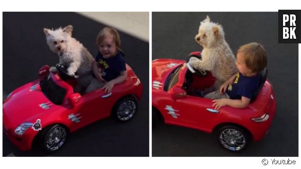 Un petit garçon se fait conduire en voiture par son chien