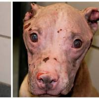 Sauvée l&#039;été dernier, cette chienne était torturée à l&#039;acide. Pour Noël, elle a été adoptée