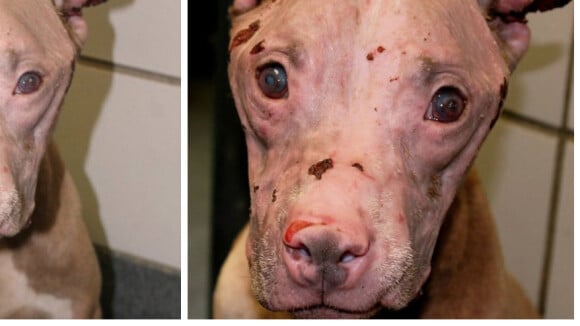 Sauvée l'été dernier, cette chienne était torturée à l'acide. Pour Noël, elle a été adoptée