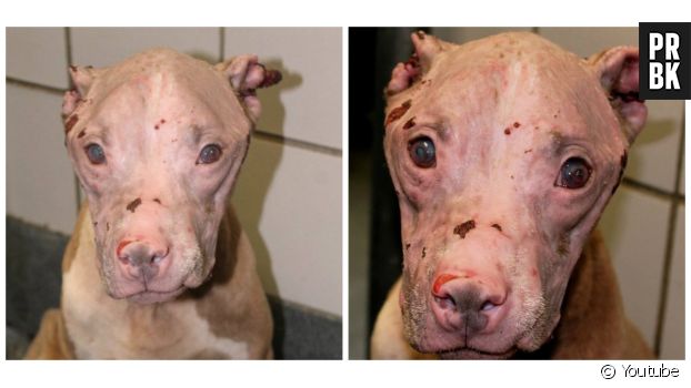 Rosie la chienne de San Antonio a été trouvée brûlée à l&#039;acide en aout 2015