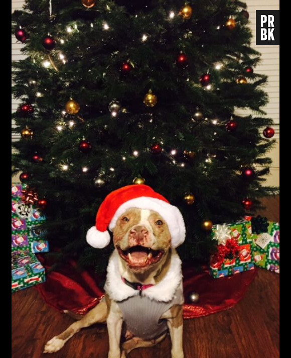 Rosie la chienne dans sa nouvelle famille en décembre 2015