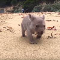 Tout plaquer et devenir câlineur professionnel de bébé wombat : le rêve devenu réalité