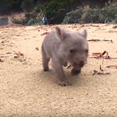 Tout plaquer et devenir câlineur professionnel de bébé wombat : le rêve devenu réalité