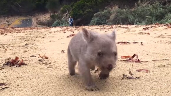 Tout plaquer et devenir câlineur professionnel de bébé wombat : le rêve devenu réalité