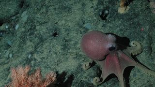 Digne d'un film de science-fiction : Les biologistes ont déjà trouvé l'animal qui prendra le contrôle de la planète lorsque nous aurons disparu... La pieuvre, bien sûr !