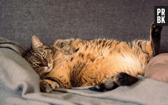 Protéger son chat face à la canicule