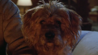 43 ans après, les pires créatures du cinéma vont revenir dans un nouveau film avec Steven Spielberg