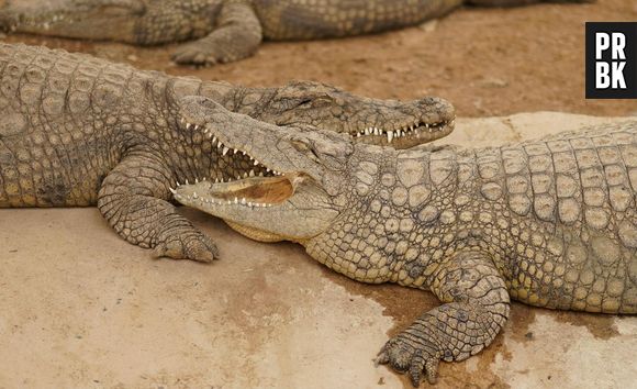 Les crocodiles en danger