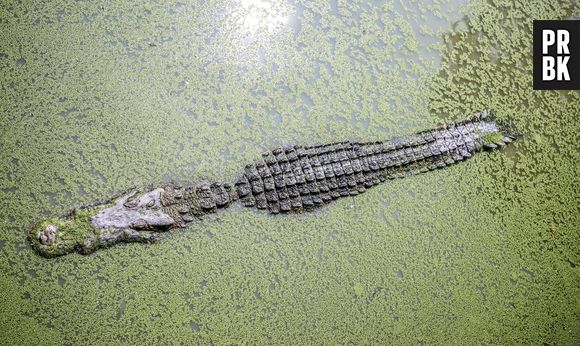 Les crocodiles en danger